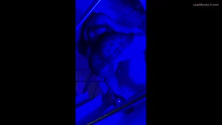 Preview at 00:09