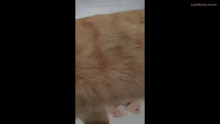 Preview at 00:02